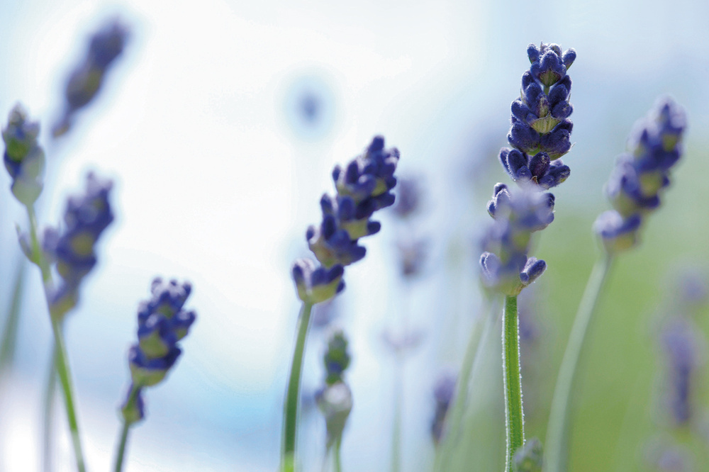 Lavendel gegen trockene Haut