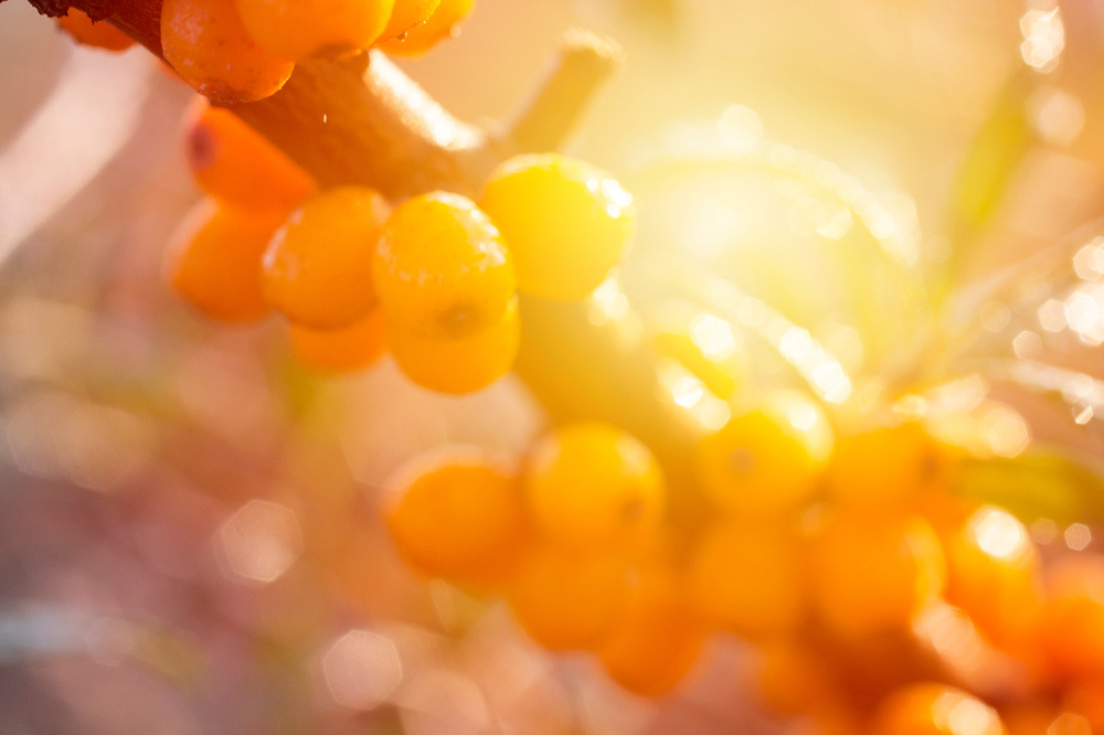 Trockene Haut: Sanddornbeeren