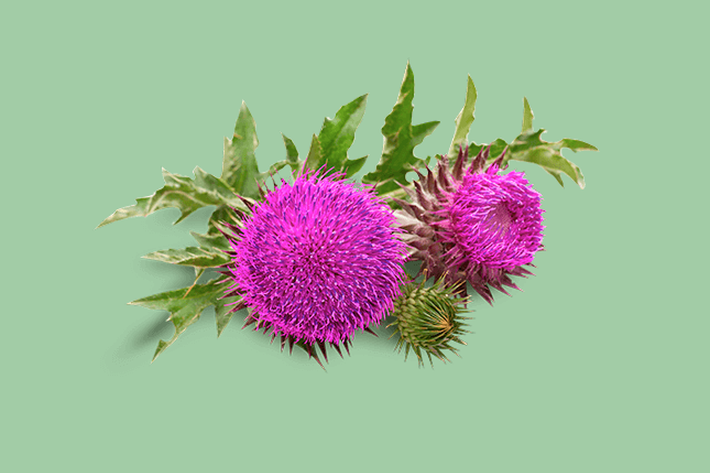 orthomol Cholin Plus Mariendistel Produktbild